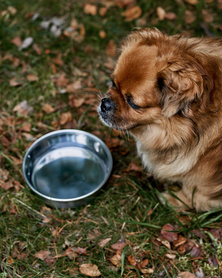 Uomini | Accessori per cani | Snow Peak | Dog Food Bowl