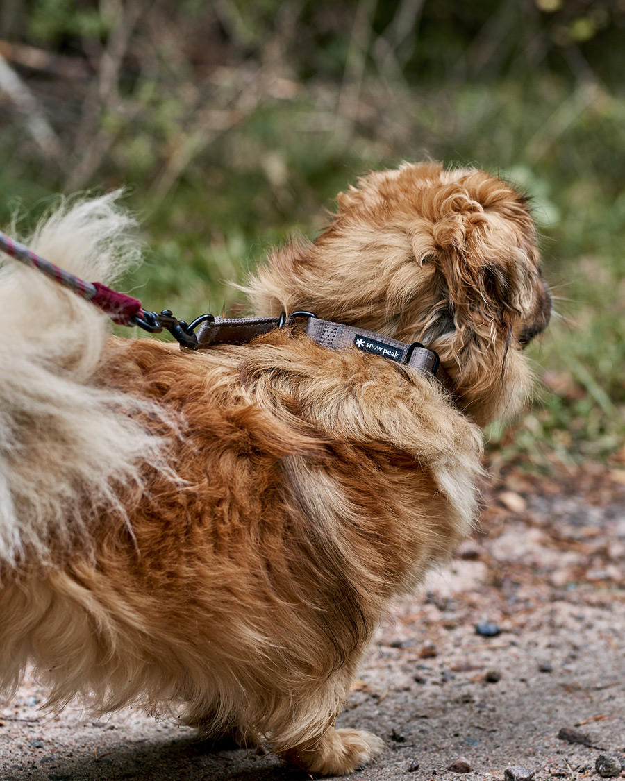 Uomini | Accessori per cani | Snow Peak | Dog Slip Collar Grey